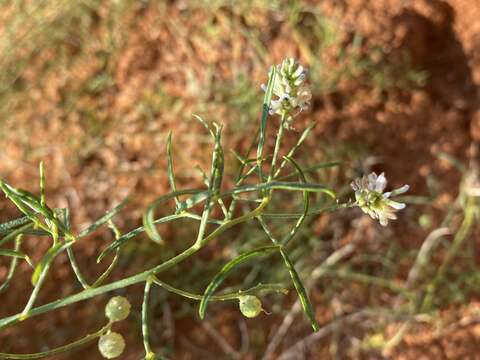 Imagem de <i>Ladeania lanceolata</i>