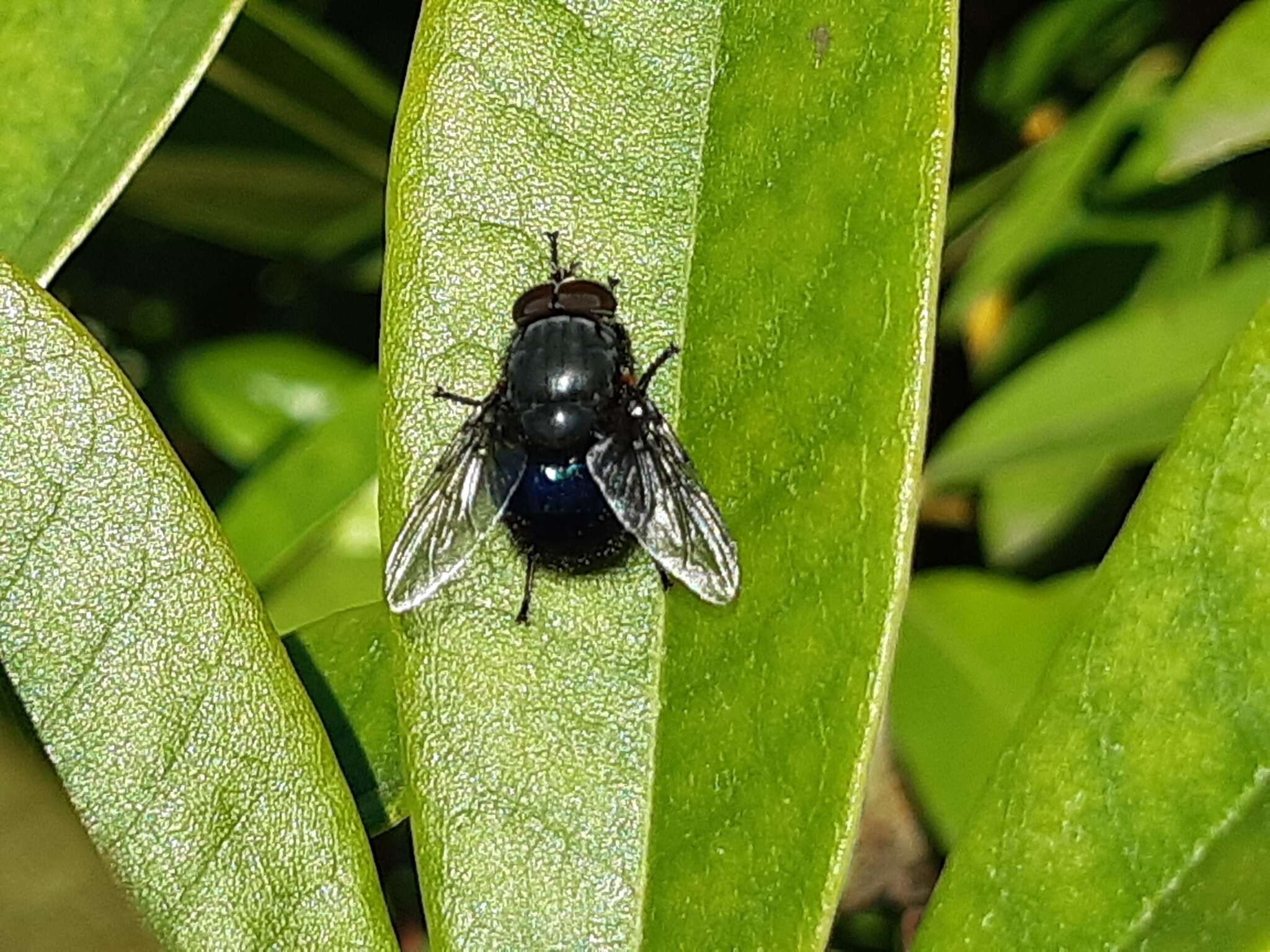 Image of New Zealand blue blowfly