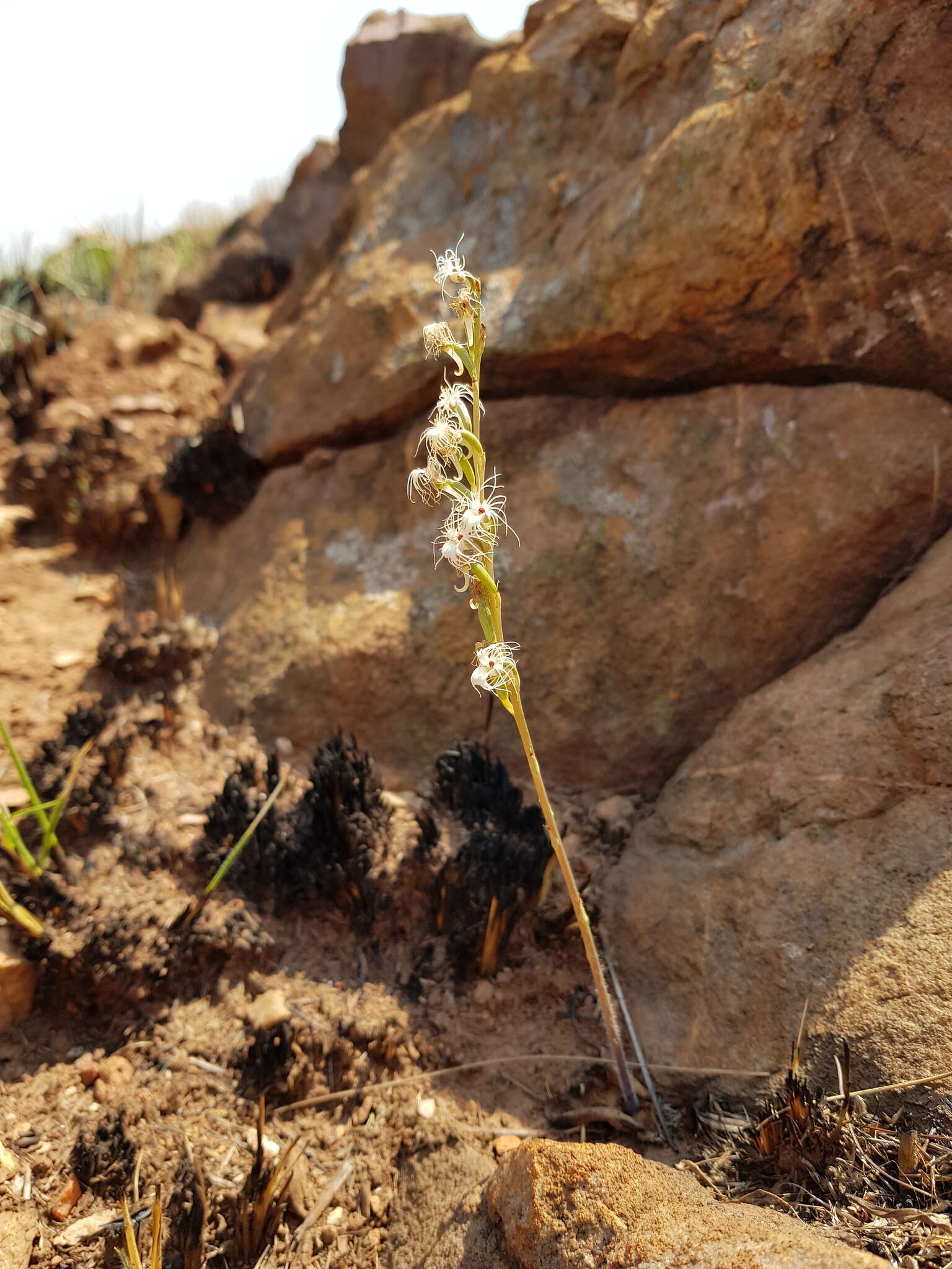 Image of Tassel orchid