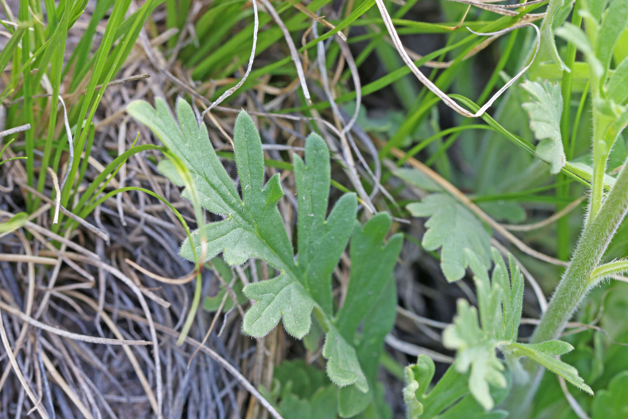 Image de Phacelia sericea subsp. ciliosa (Rydb.) G. W. Gillett