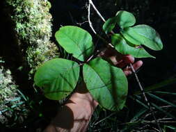 Image of Toxicodendron orientale Greene