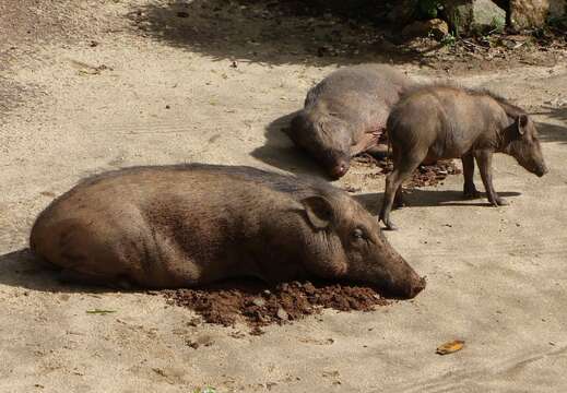 Image de Sus scrofa cristatus Wagner 1839