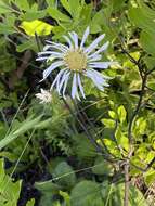 Image of Prickly Grass-Leaf-Aster