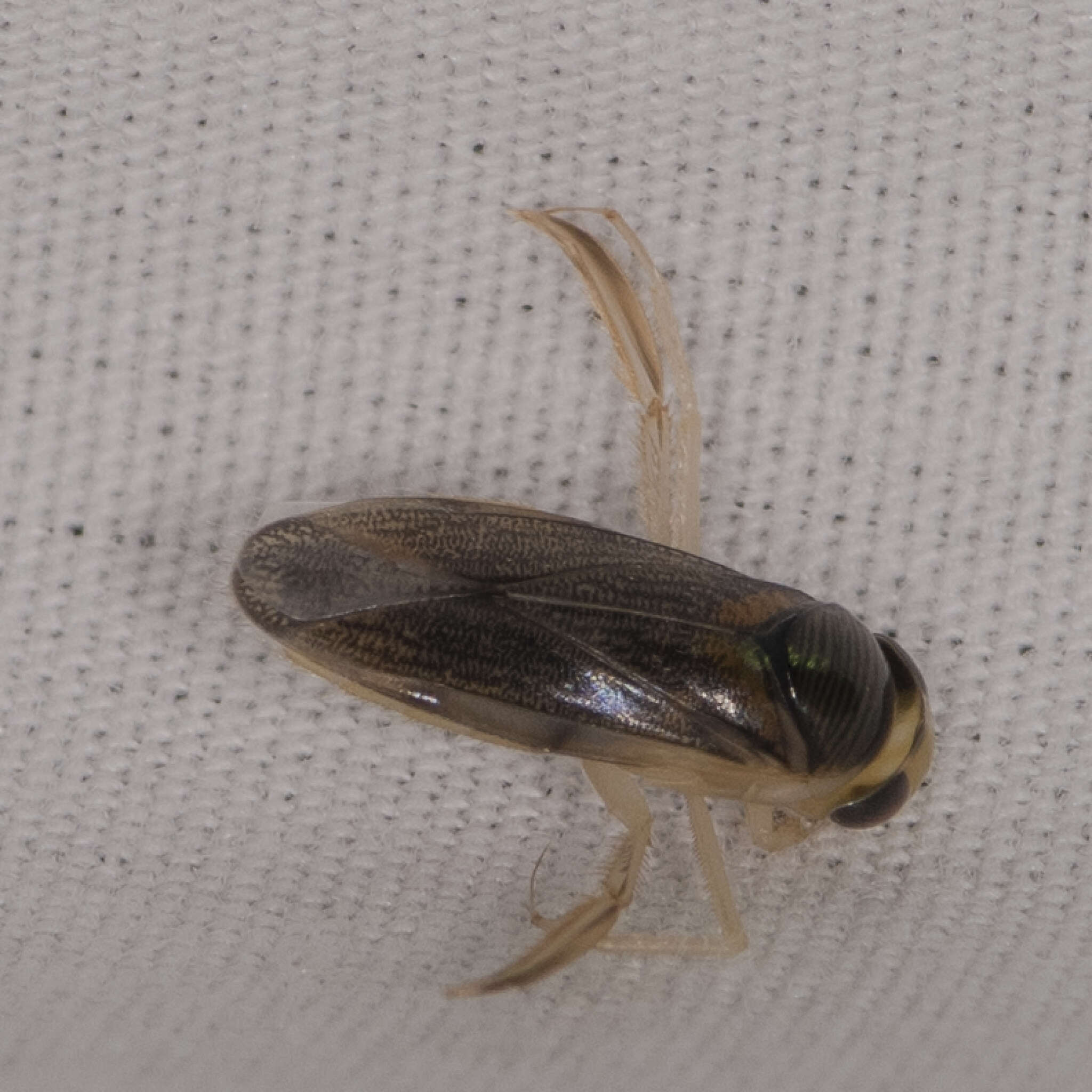 Image of Corisella edulis (Champion 1901)