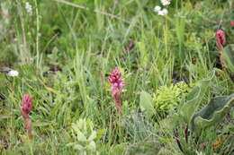 Image of Satyrium nepalense var. ciliatum (Lindl.) Hook. fil.