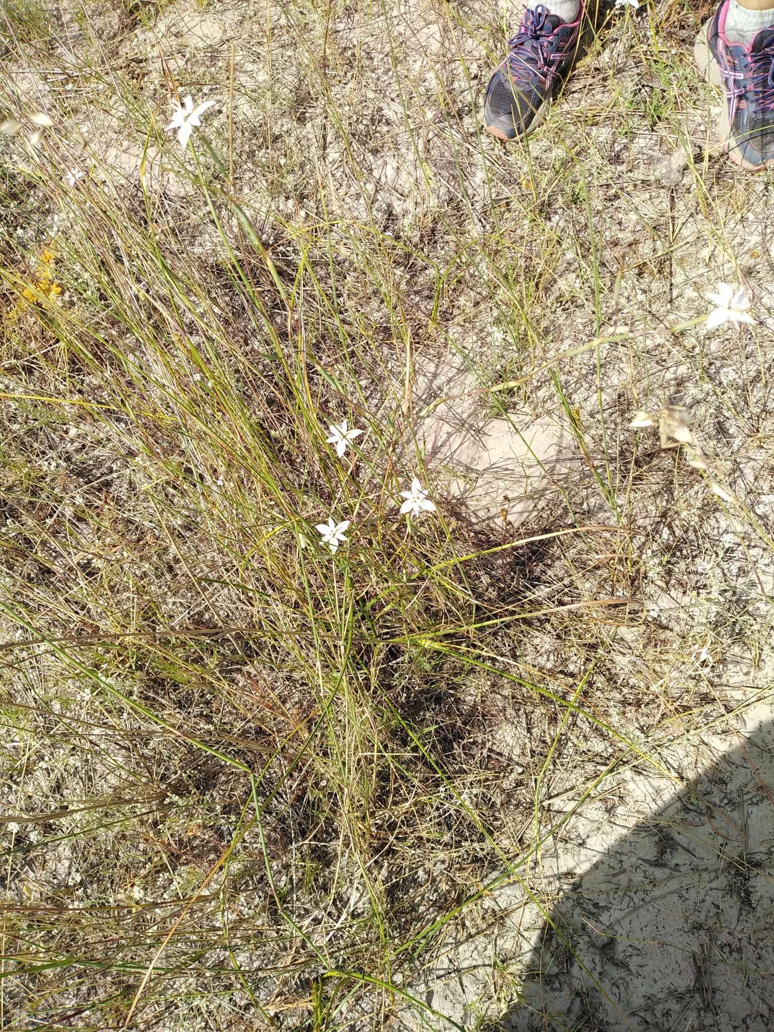 Image of Moraea viscaria (L. fil.) Ker Gawl.