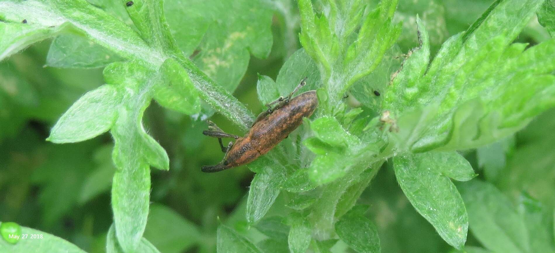 Image of Lixus fasciculatus Boheman 1836