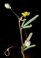 Image of Short-Stalk Stinkweed