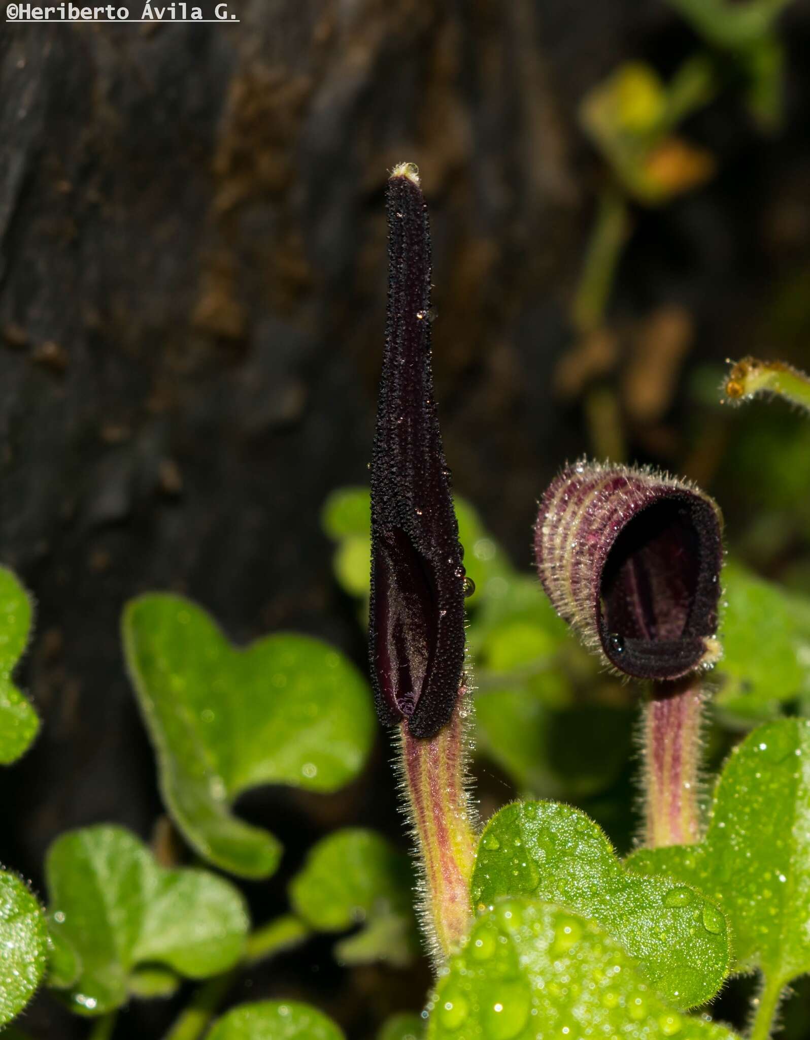 Image de Aristolochia wrightii Seem.