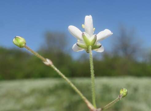 Image of Eremogone biebersteinii (Schltdl.) Holub