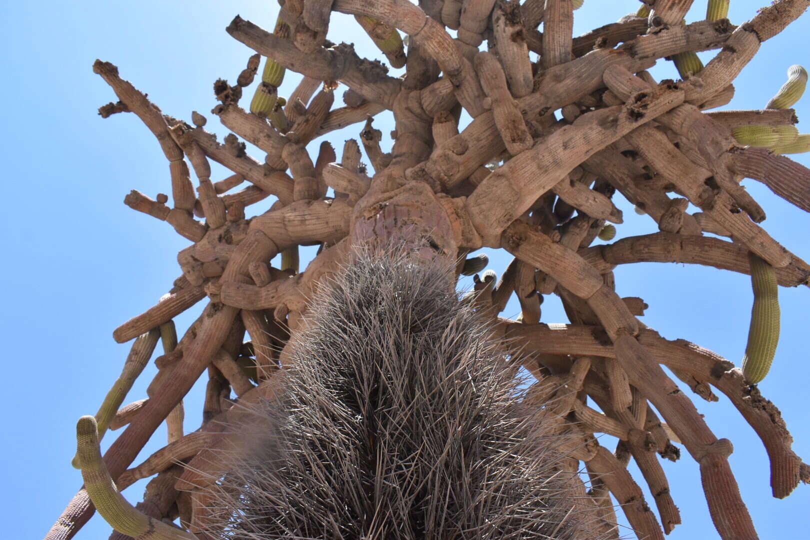 Image of Browningia candelaris (Meyen) Britton & Rose