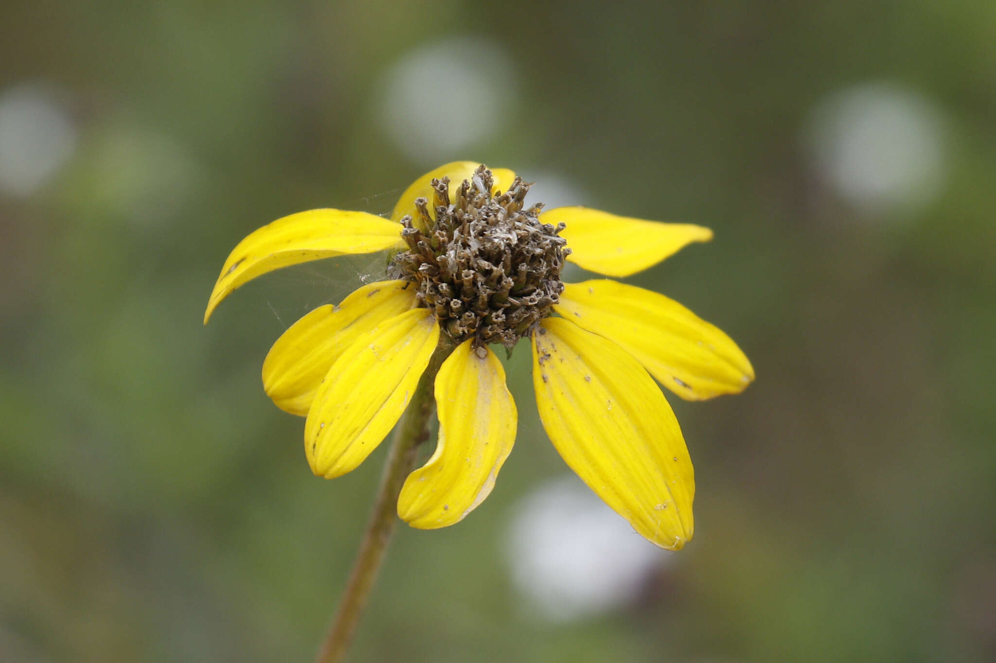 Image of mountain oxeye