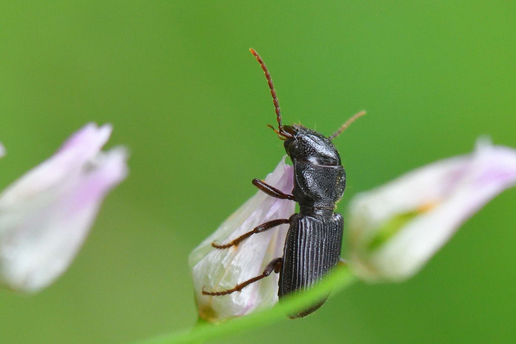 Image of Dixus clypeatus (P. Rossi 1790)