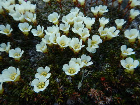 Image of pincushion plant