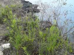 Plancia ëd Scutia spicata var. pauciflora (Hook. fil.) M. Johnston