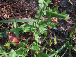 Imagem de Oenothera laciniata Hill