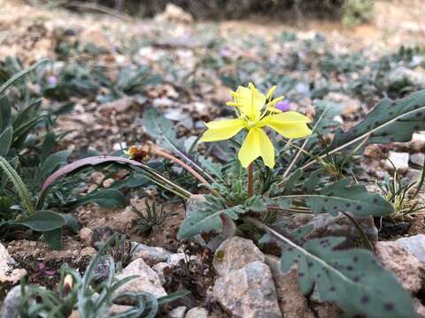 Imagem de Oenothera primiveris subsp. primiveris