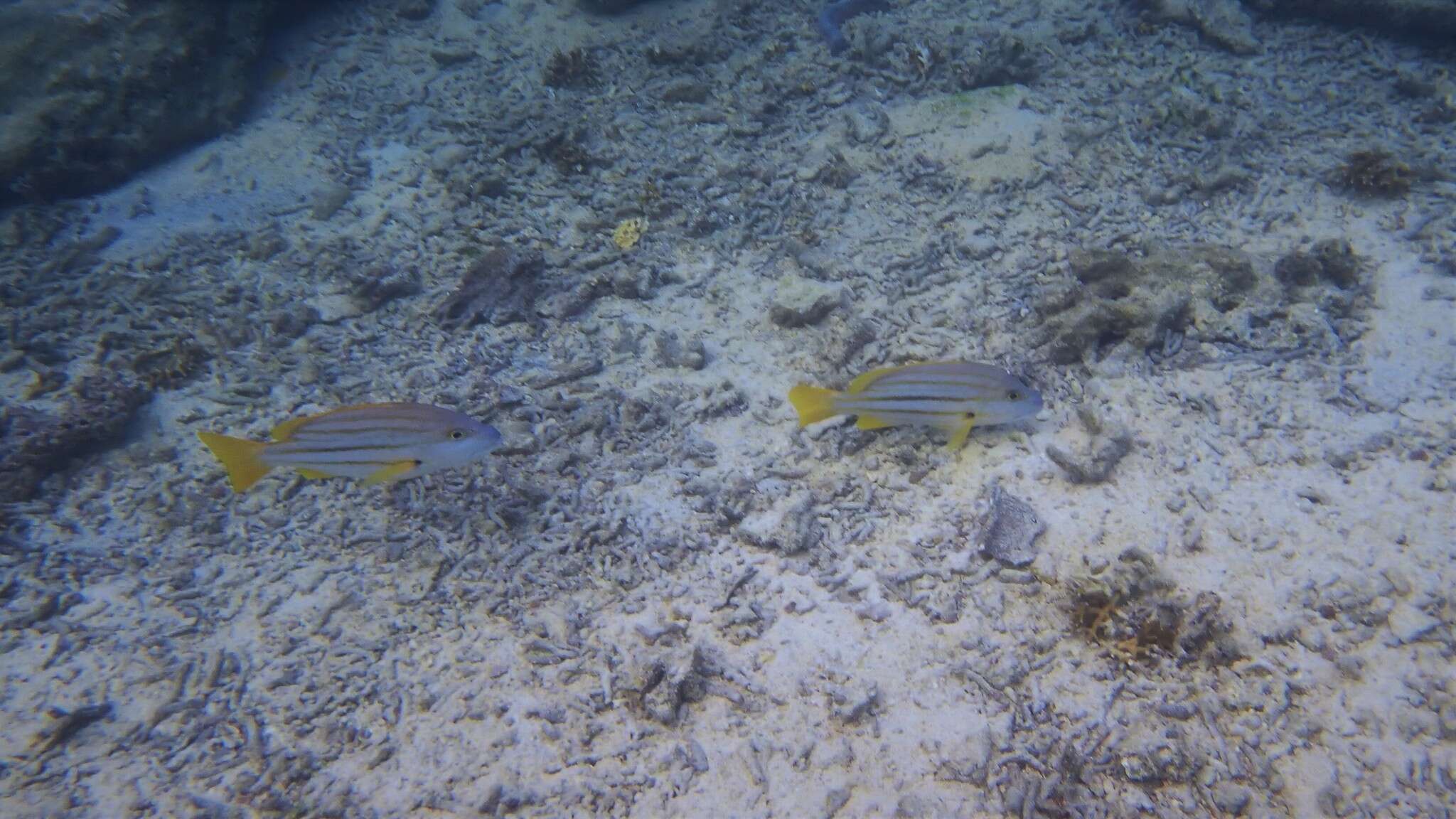 Image of Spanish flag snapper