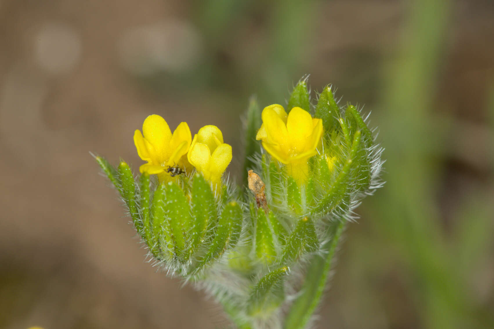 Image de Neatostema apulum (L.) I. M. Johnst.