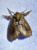 Image of <i>Euclea obliqua</i> Hy. Edwards 1886