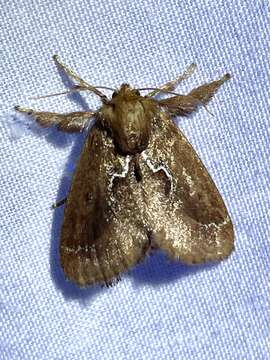Image of <i>Euclea obliqua</i> Hy. Edwards 1886