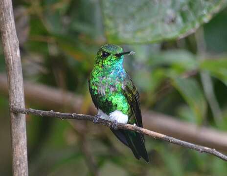 Image of Emerald-bellied Puffleg