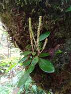 Image of Peperomia trichophylla Baker