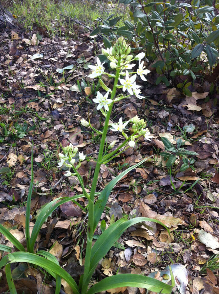 Image of common star lily