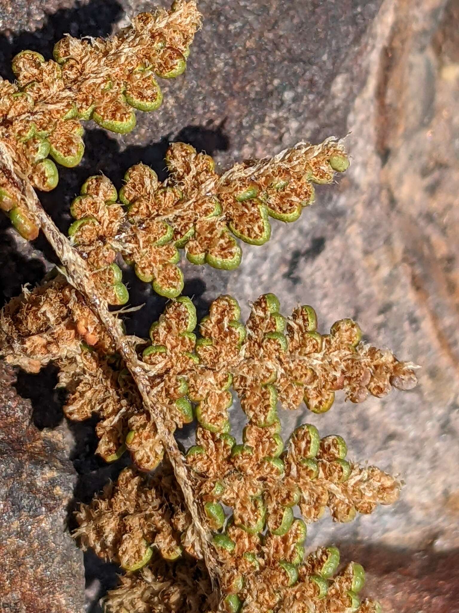 Image of coastal lipfern