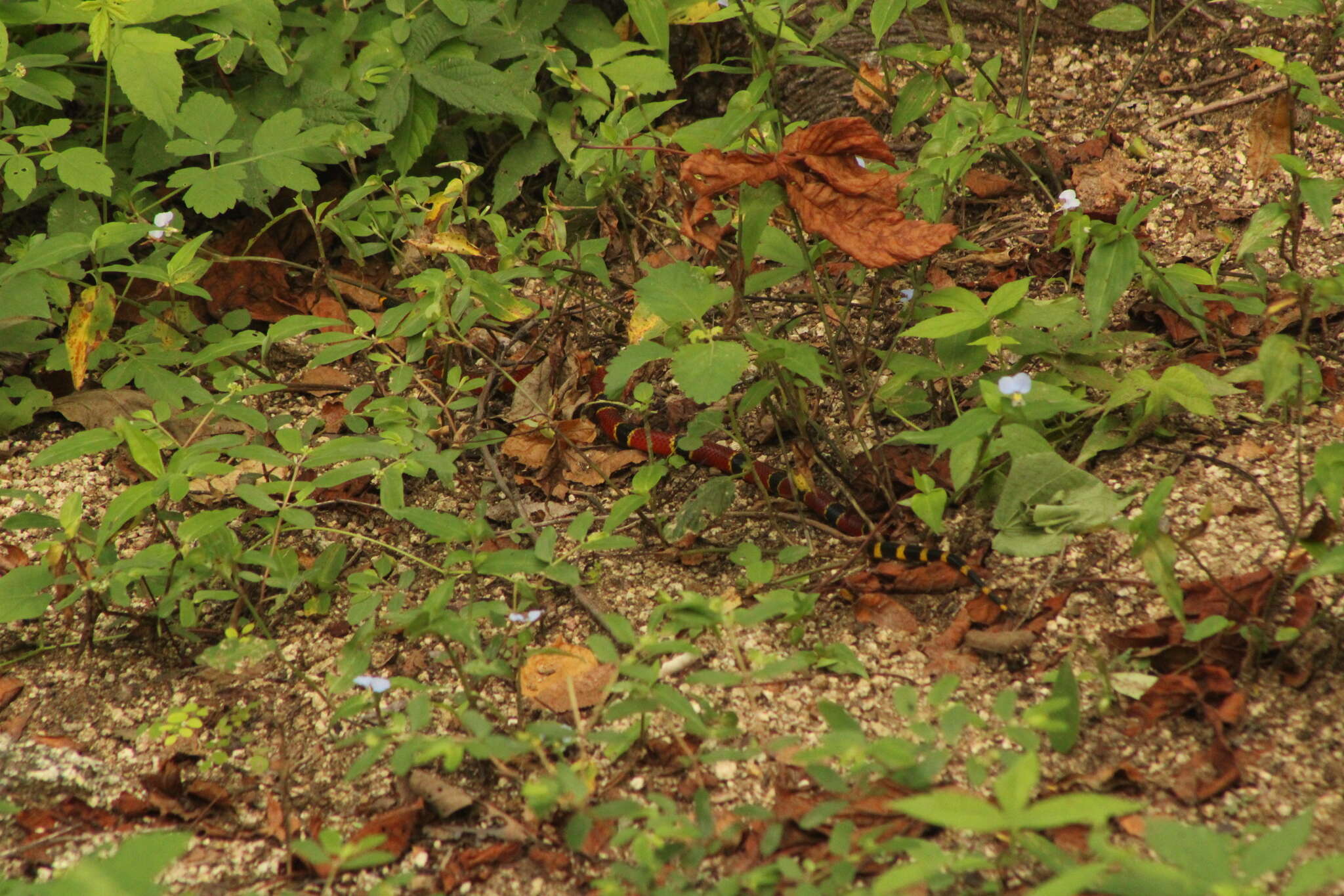 Plancia ëd Micrurus browni K. P. Schmidt & H. M. Smith 1943