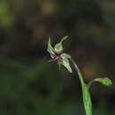 Image of Miersia chilensis Lindl.