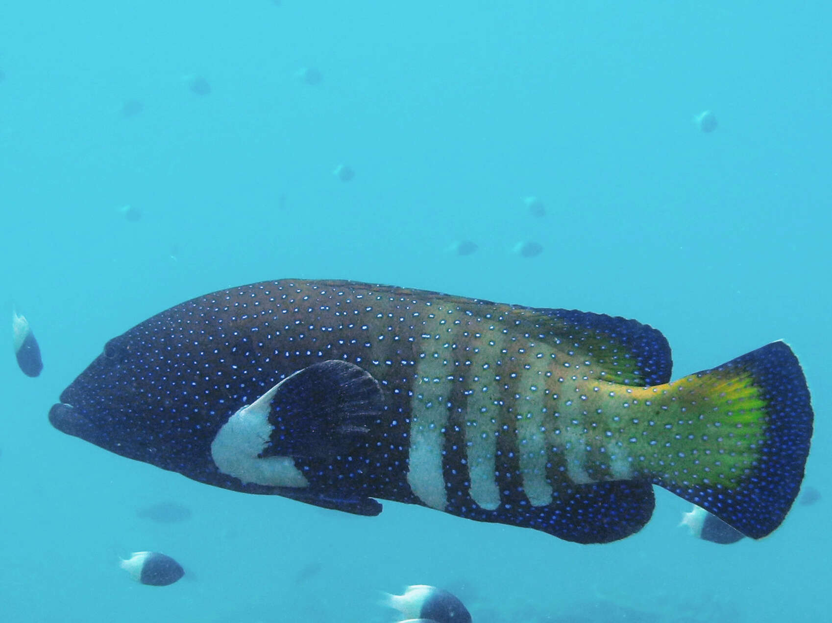 Image of Argus Grouper