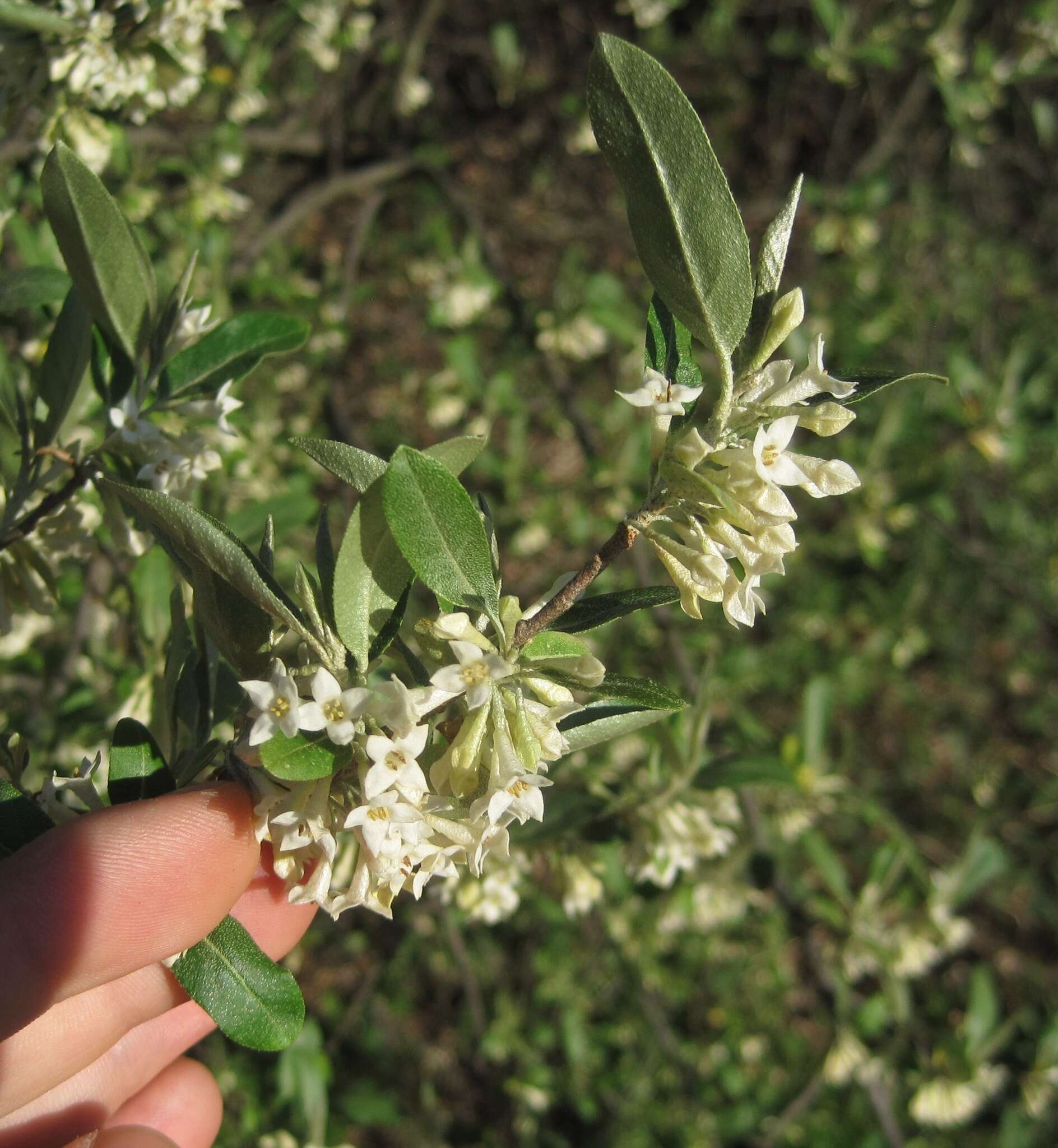 Image of autumn olive