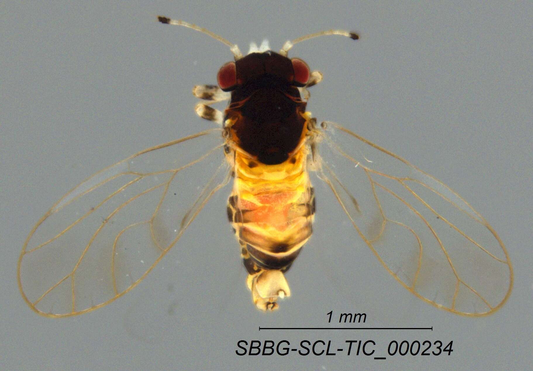 Imagem de Calophya californica Schwarz 1904