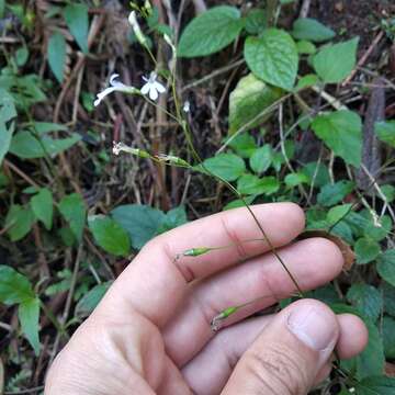 Plancia ëd Lobelia sartorii Vatke