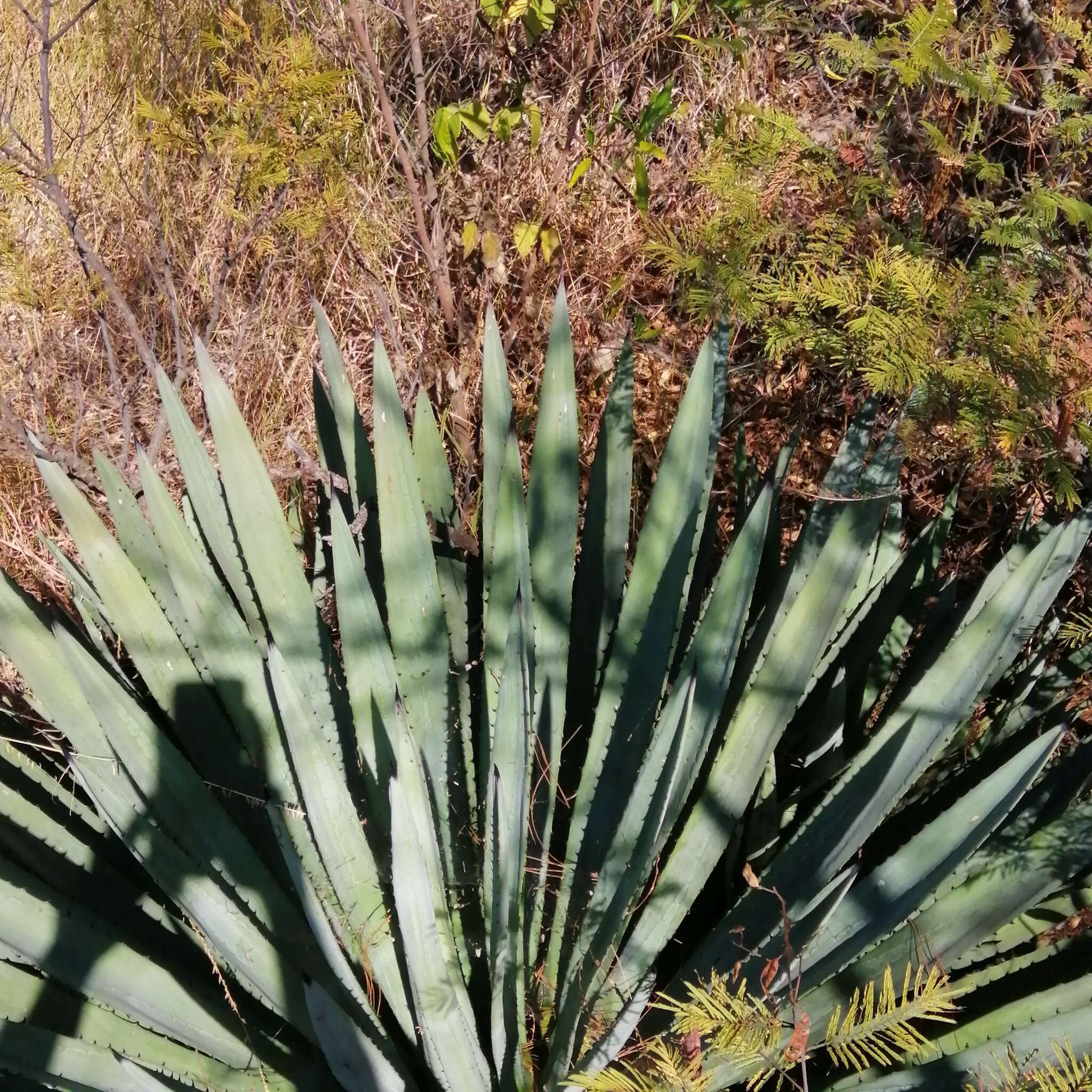 Image of Agave angustifolia var. rubescens (Salm-Dyck) Gentry