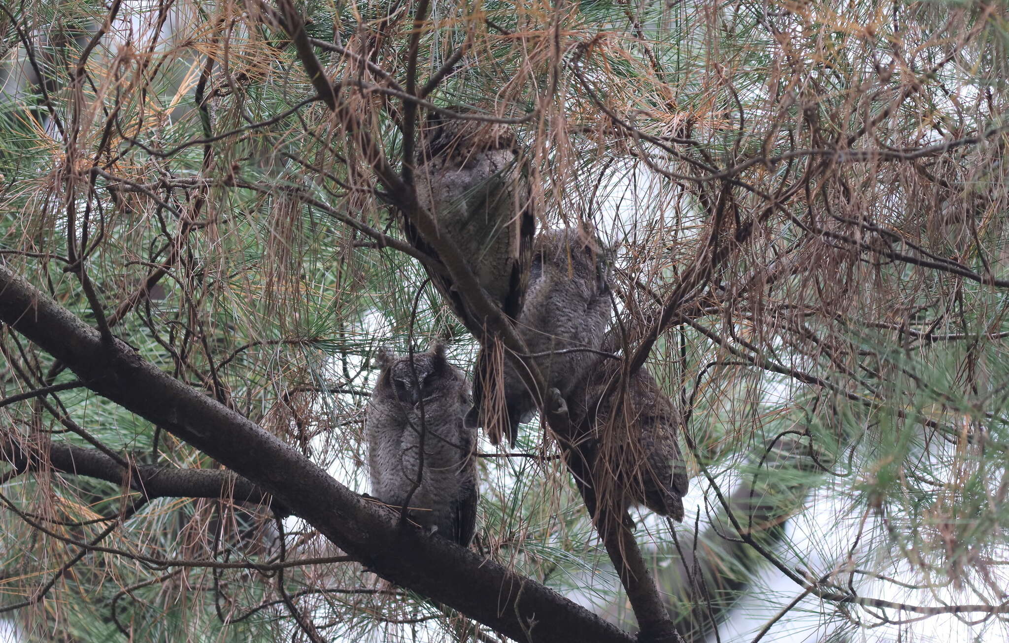 Image of Otus lettia glabripes (Swinhoe 1870)