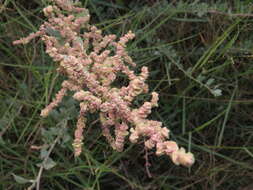 Image of saltbush