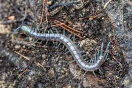 Imagem de Scolopendra dalmatica C. L. Koch 1847