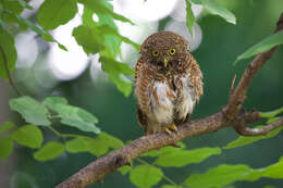 Image of Glaucidium cuculoides bruegeli (Parrot 1908)