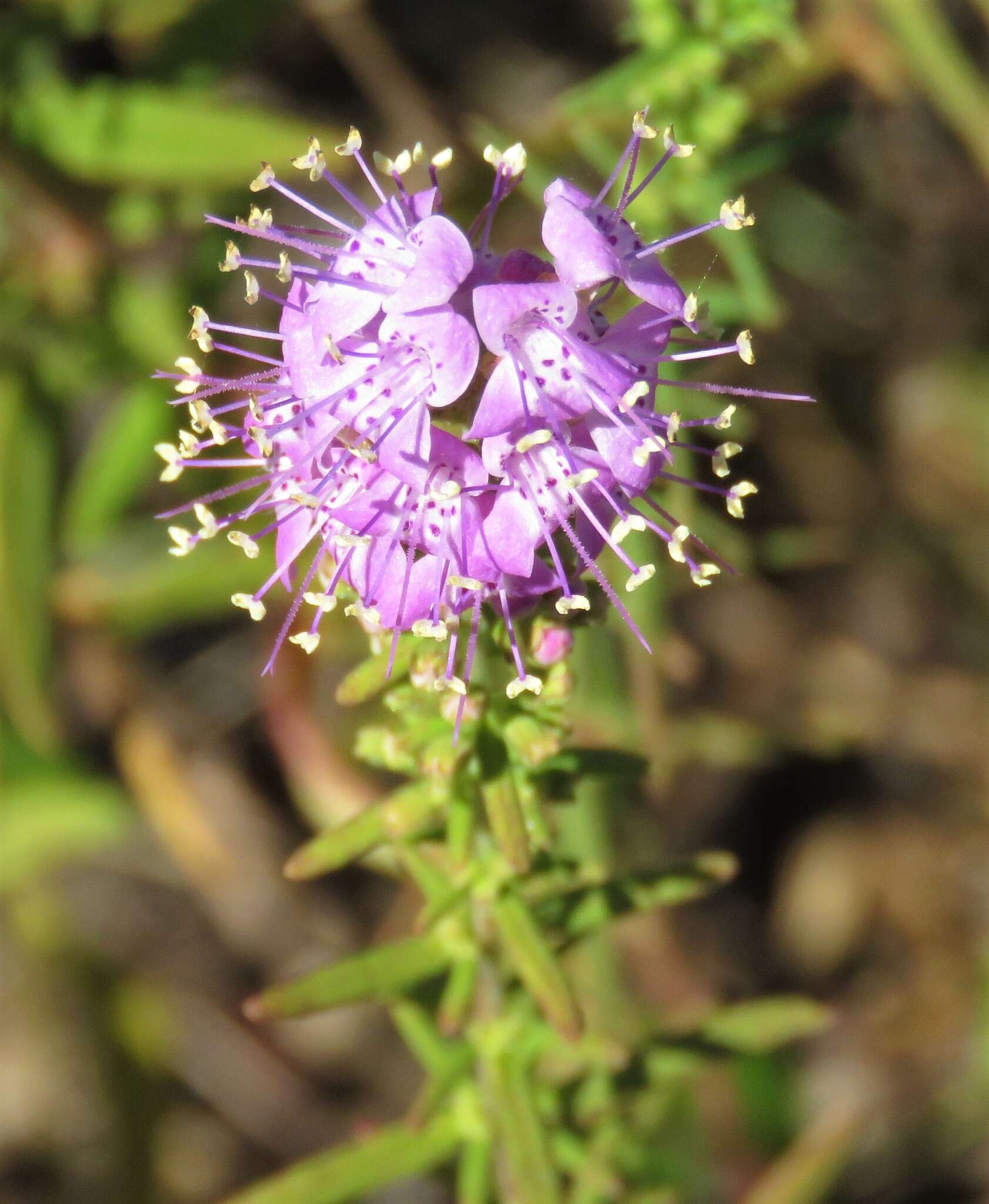 Image of Florida balm