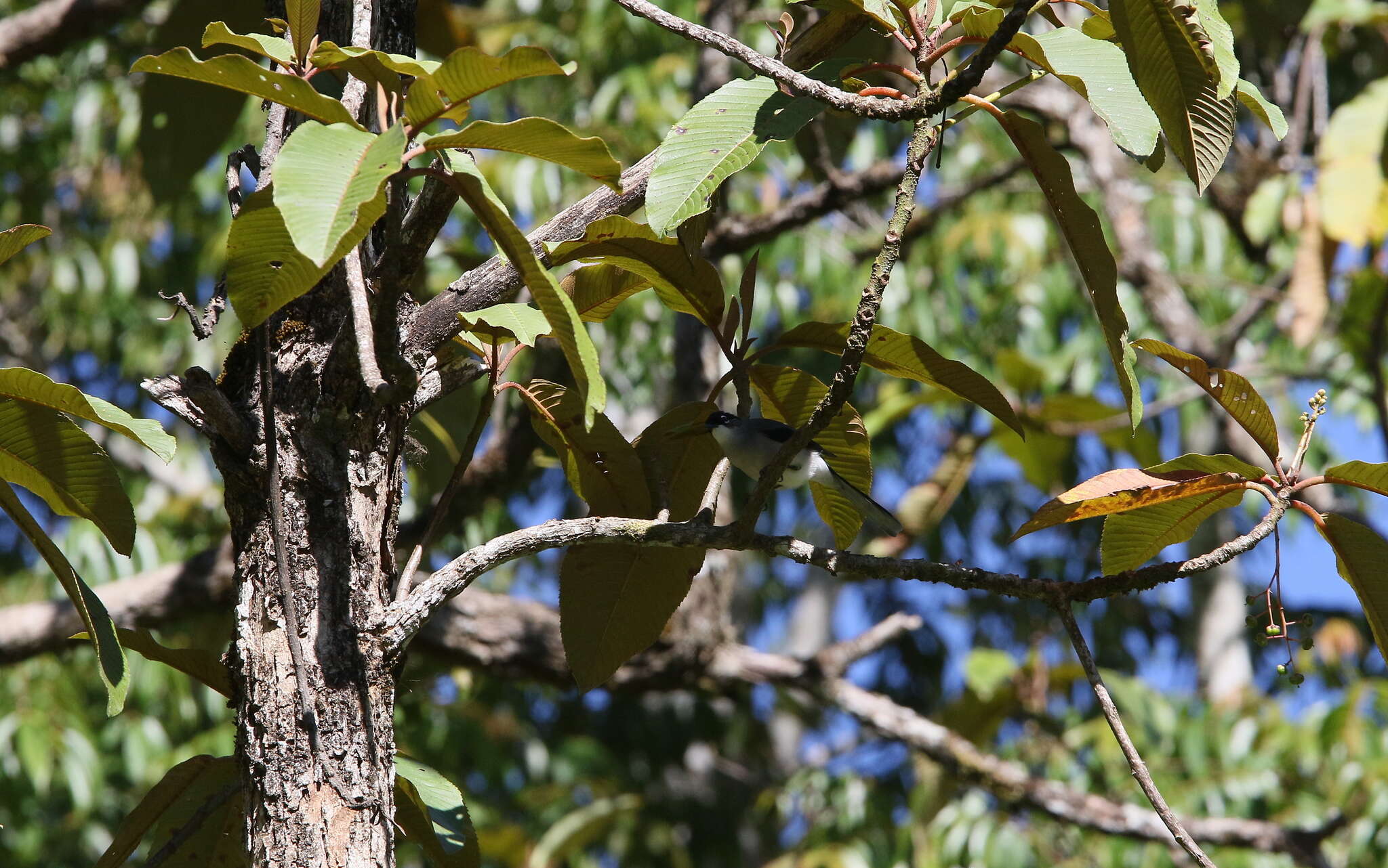 Image of Black-eared Sibia