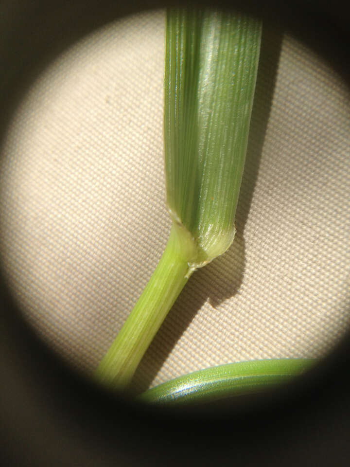 Image of Lolium arundinaceum (Schreb.) Darbysh.