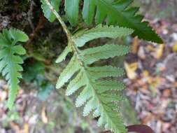 Image de Davallia repens (L. fil.) Kuhn