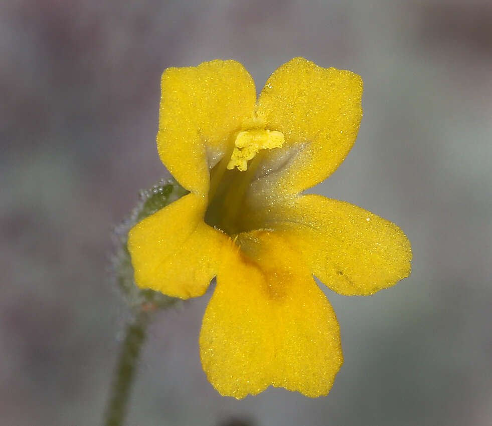 Image of Erythranthe taylorii G. L. Nesom