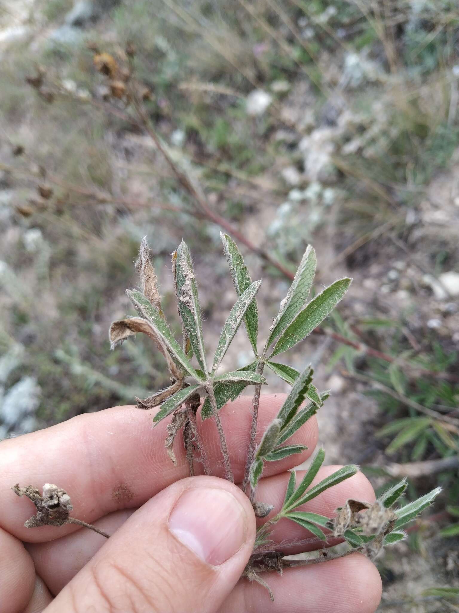 Image of Potentilla astracanica subsp. callieri (Th. Wolf) J. Soják