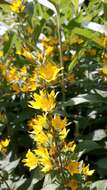 Слика од Lysimachia punctata L.