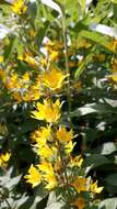 Image of Dotted Loosestrife