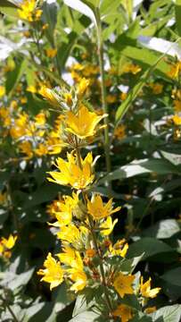 Слика од Lysimachia punctata L.