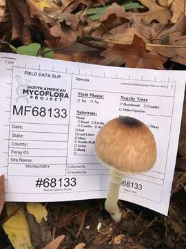 Image of Lepiota rubrotinctoides Murrill 1912